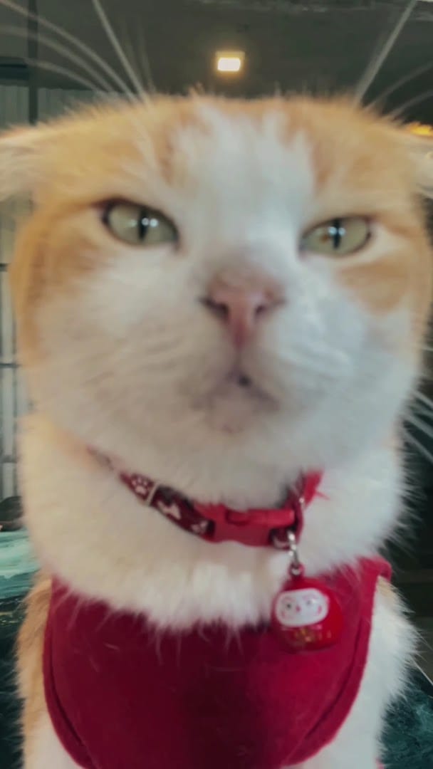 House cat with a red bandana